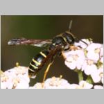 Gymnomerus laevipes - Lehmwespe w01b 10mm.jpg